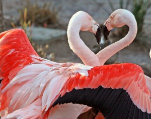 animal-picture-flamingo-Kjunstorm-photo