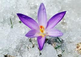 snow flower 2