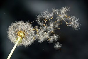 dandelion